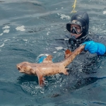Морская рыбалка с борта корабля в открытом море